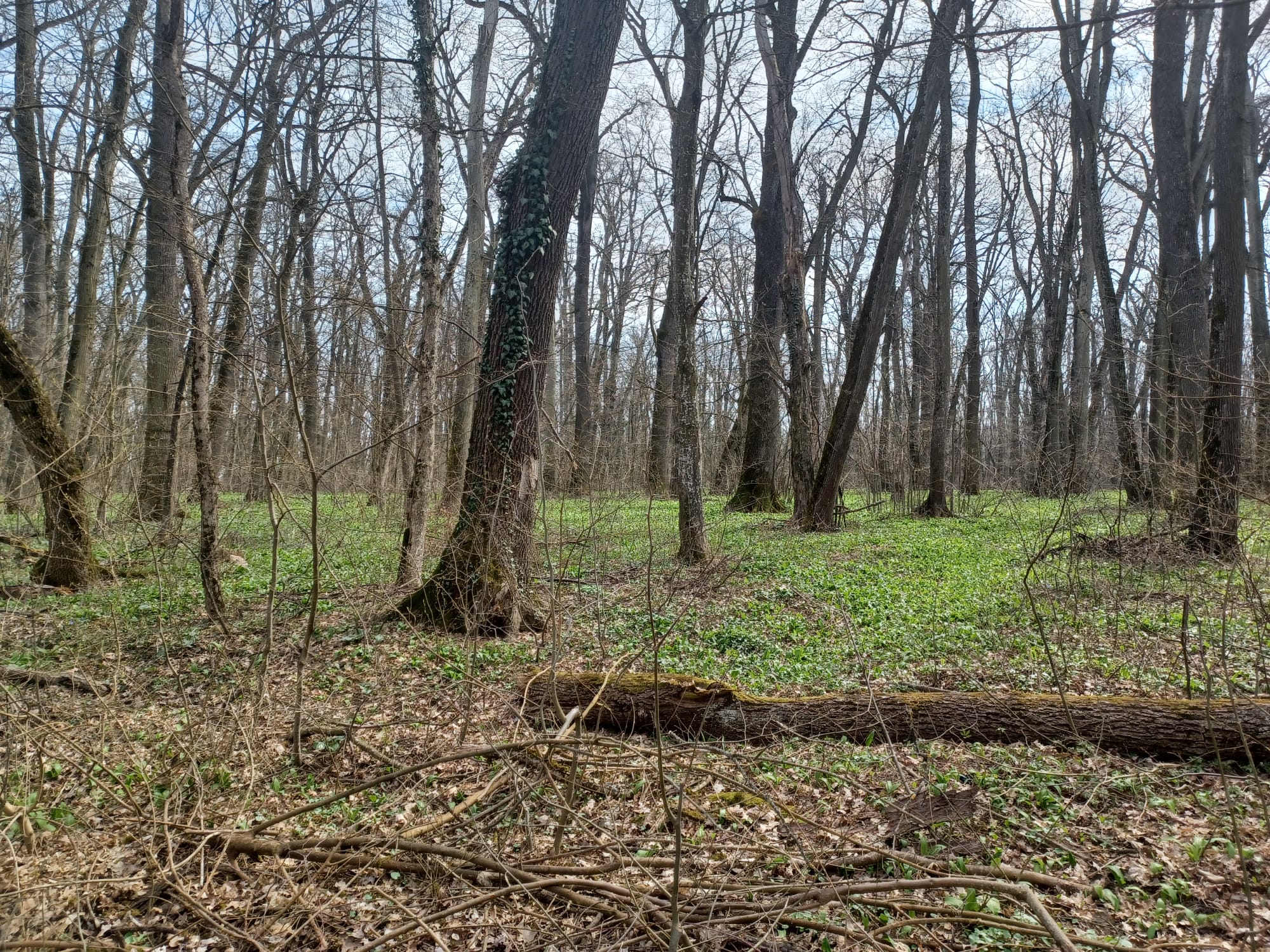Teren extravilan in suprafata de 6.817 mp.
