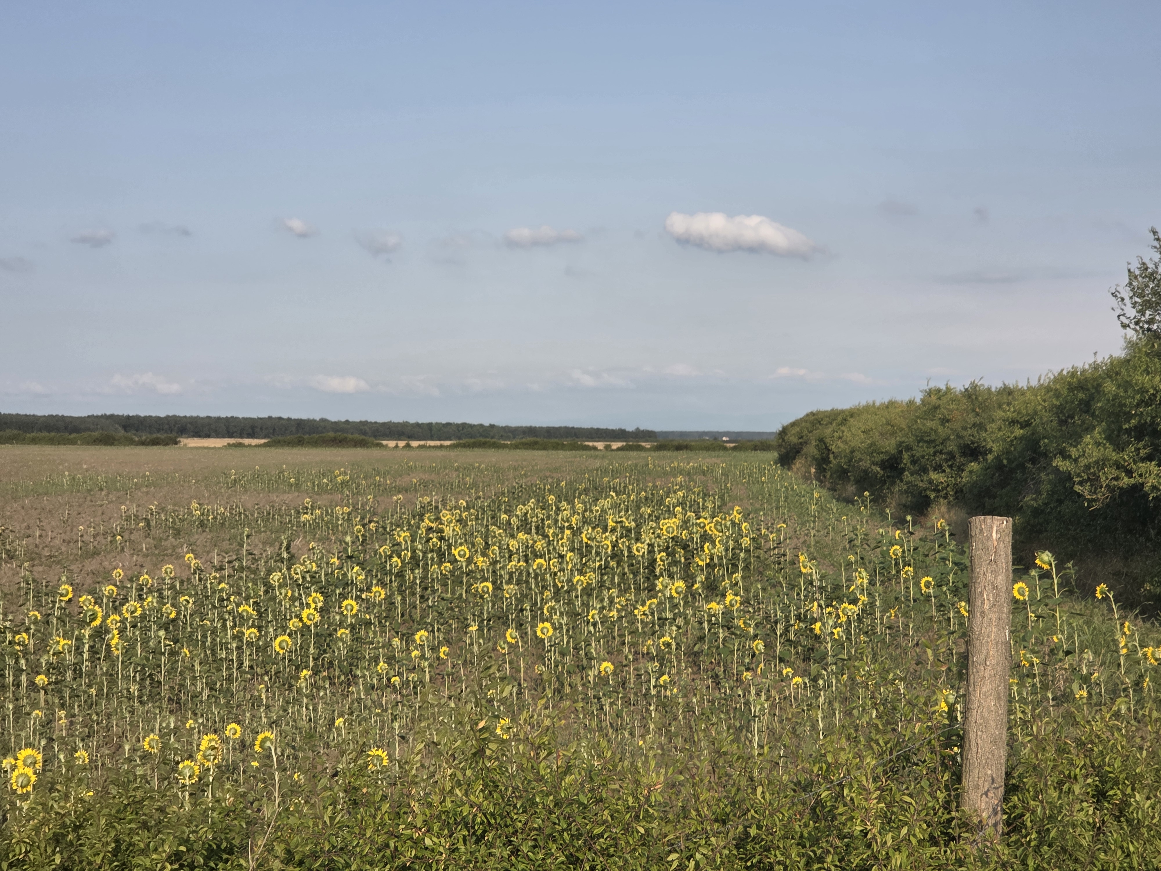 Teren extravilan neimprejmuit - situat in loc. Madaras, jud Bihor