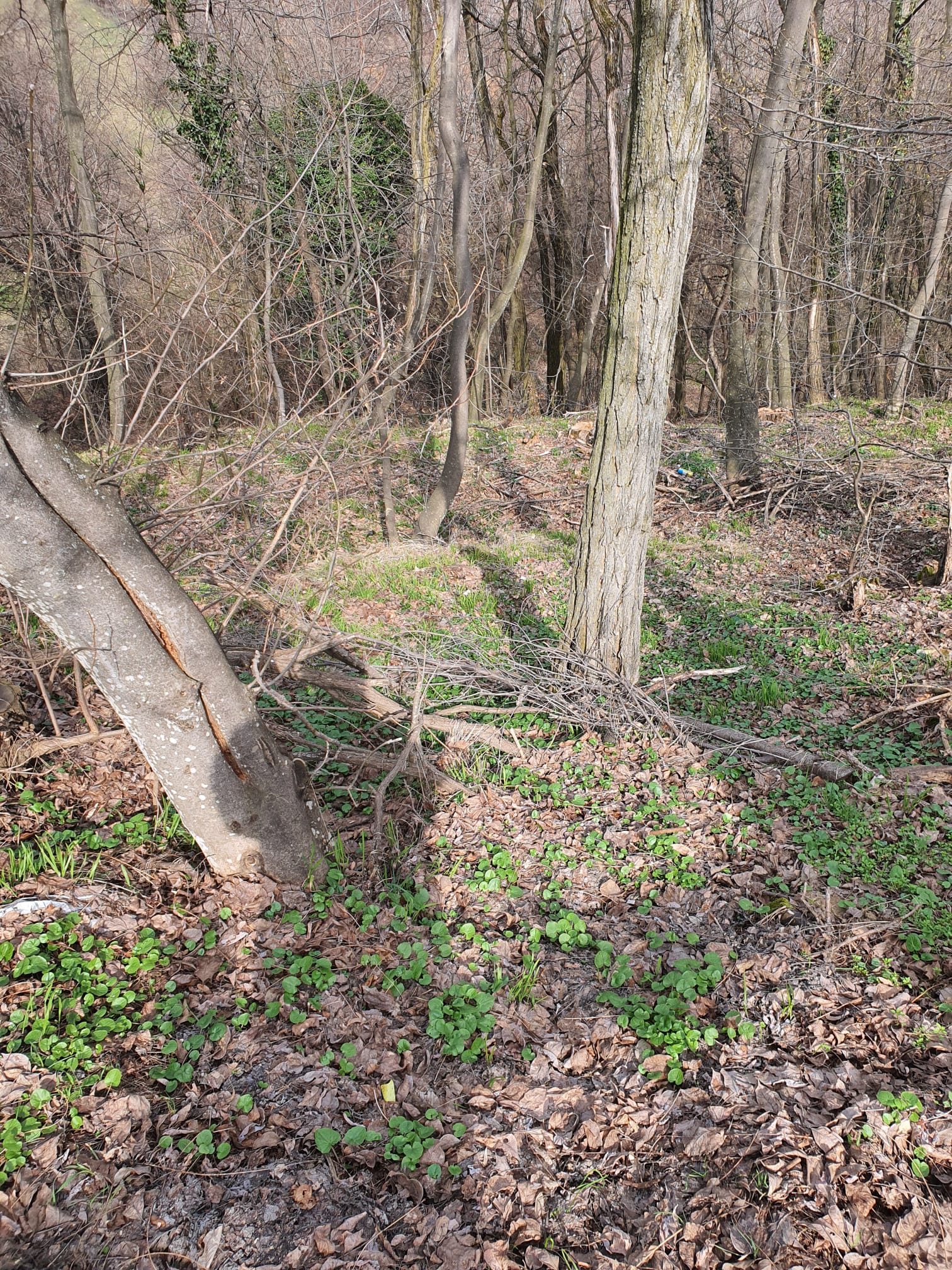 Thumbnail - poza 5 -padure