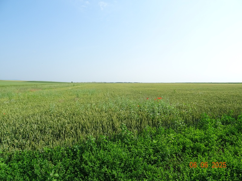 Teren agricol - EXTRAVILAN-ARABIL in suprafata de 4900 MP