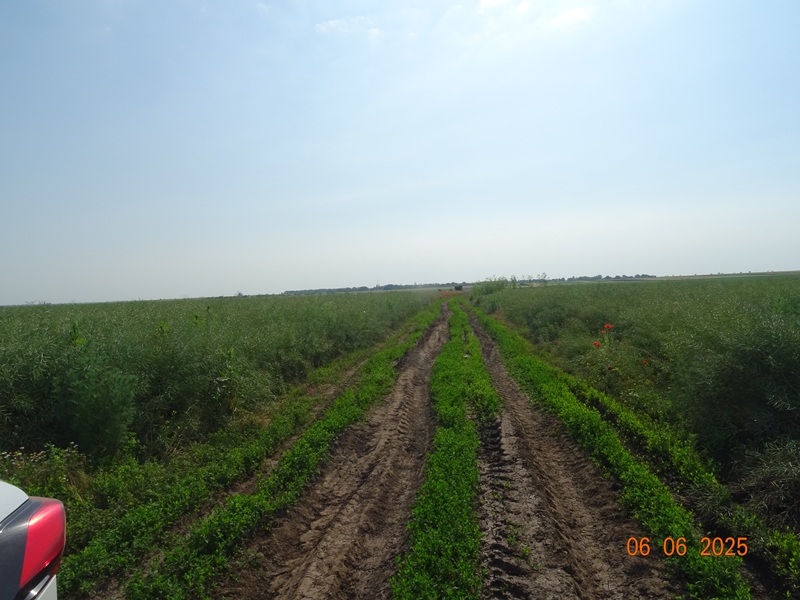 Teren agricol - TEREN EXTRAVILAN-ARABIL in suprafata de 7500 MP