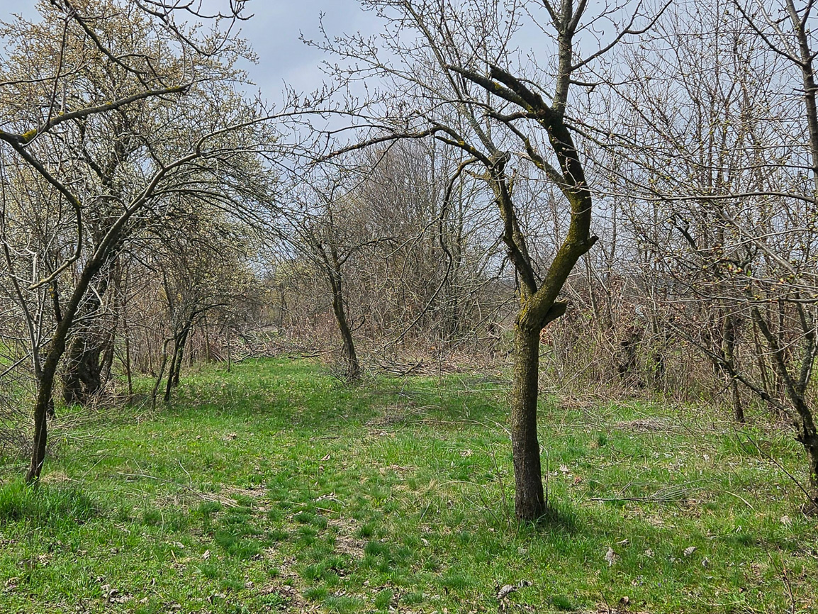 Livada - INTRAVILAN in suprafata de 1561 MP