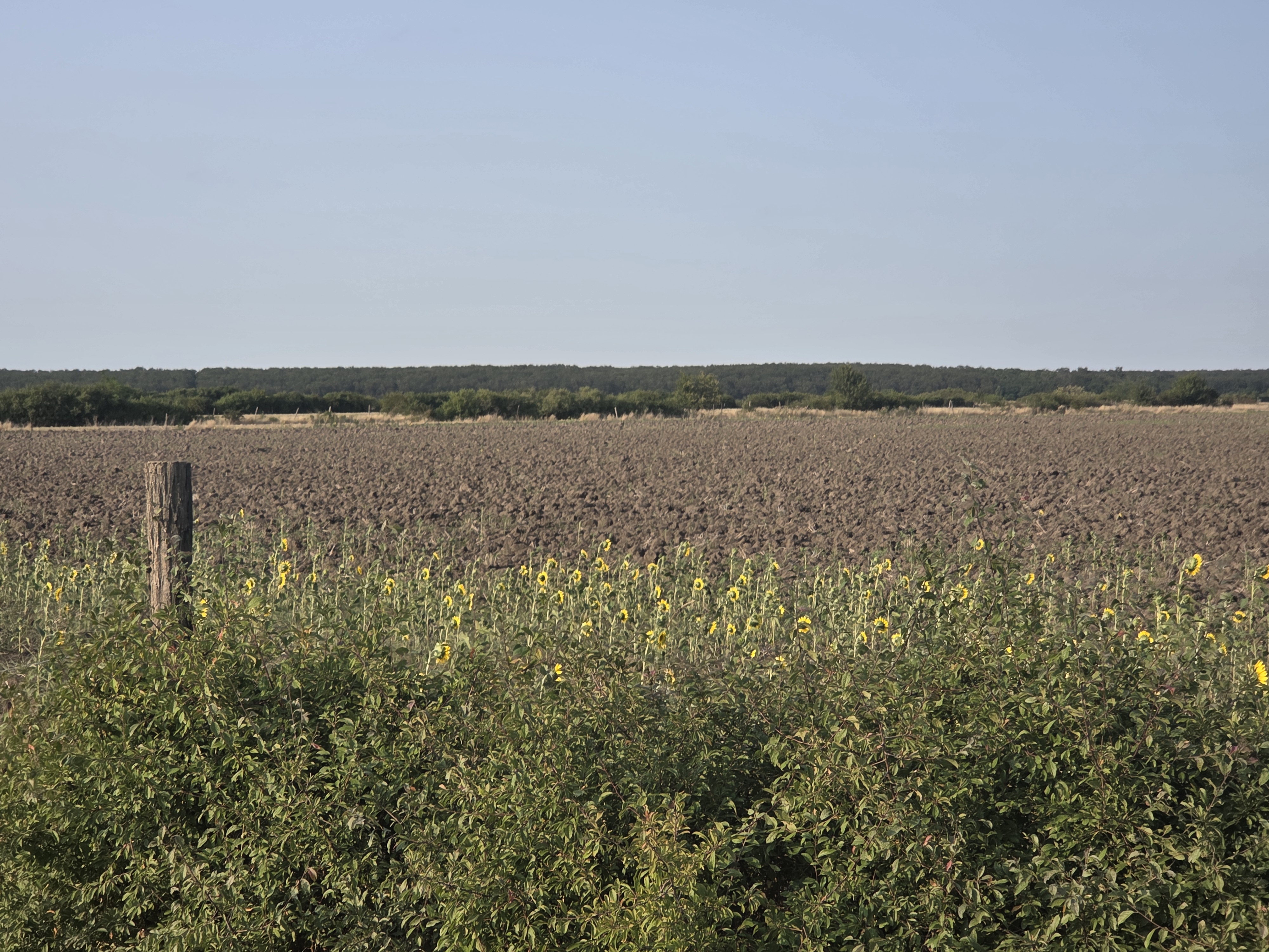 Teren extravilan, in suprafata de 11.800 mp, situat in loc. Madaras, jud. Bihor