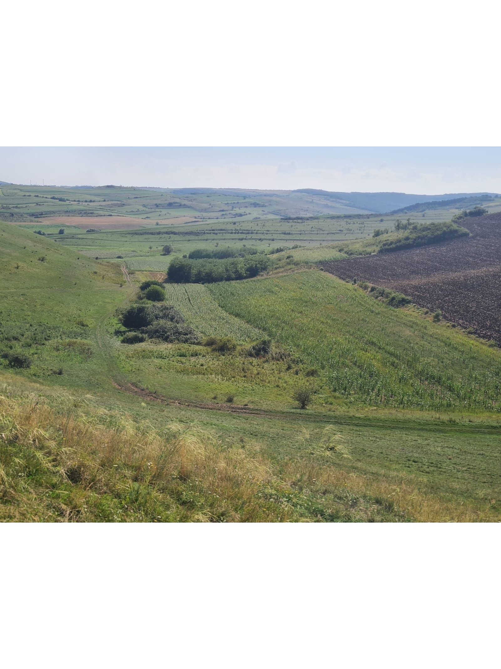 Teren extravilan arabil in suprafata de 7630 mp, Jud Cluj, UAT Palatca