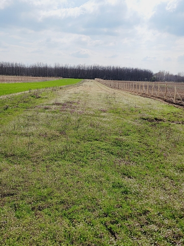 Teren agricol Loc. Dabuleni, jud. Dolj
