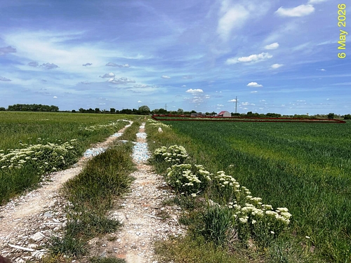 Teren extravilan - arabil in suprafata de 10000 MP