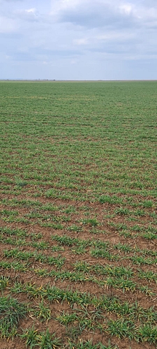 Teren arabil extravilan - in suprafata de 9500 MP