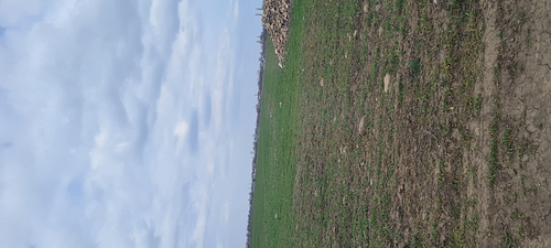 Teren agricol extravilan arabil- in suprafata de 3139 MP