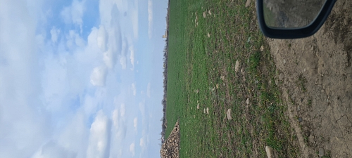 Teren agricol extravilan arabil - in suprafata de 6059 MP