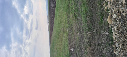 Teren agricol extravilan arabil - in suprafata de 5019 MP