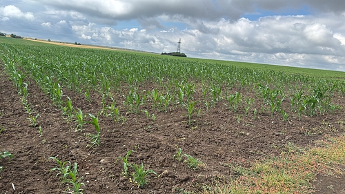 POZĂ TEREN AGRICOL EXTRAVILAN