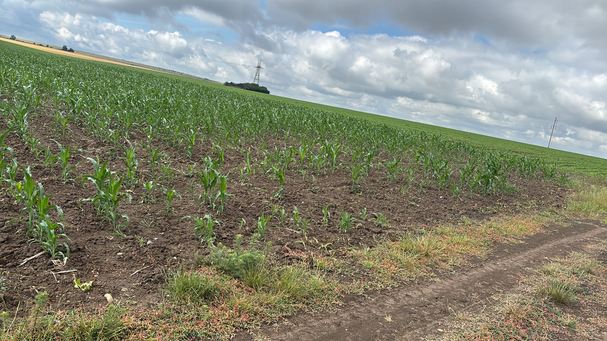 POZĂ TEREN AGRICOL EXTRAVILAN