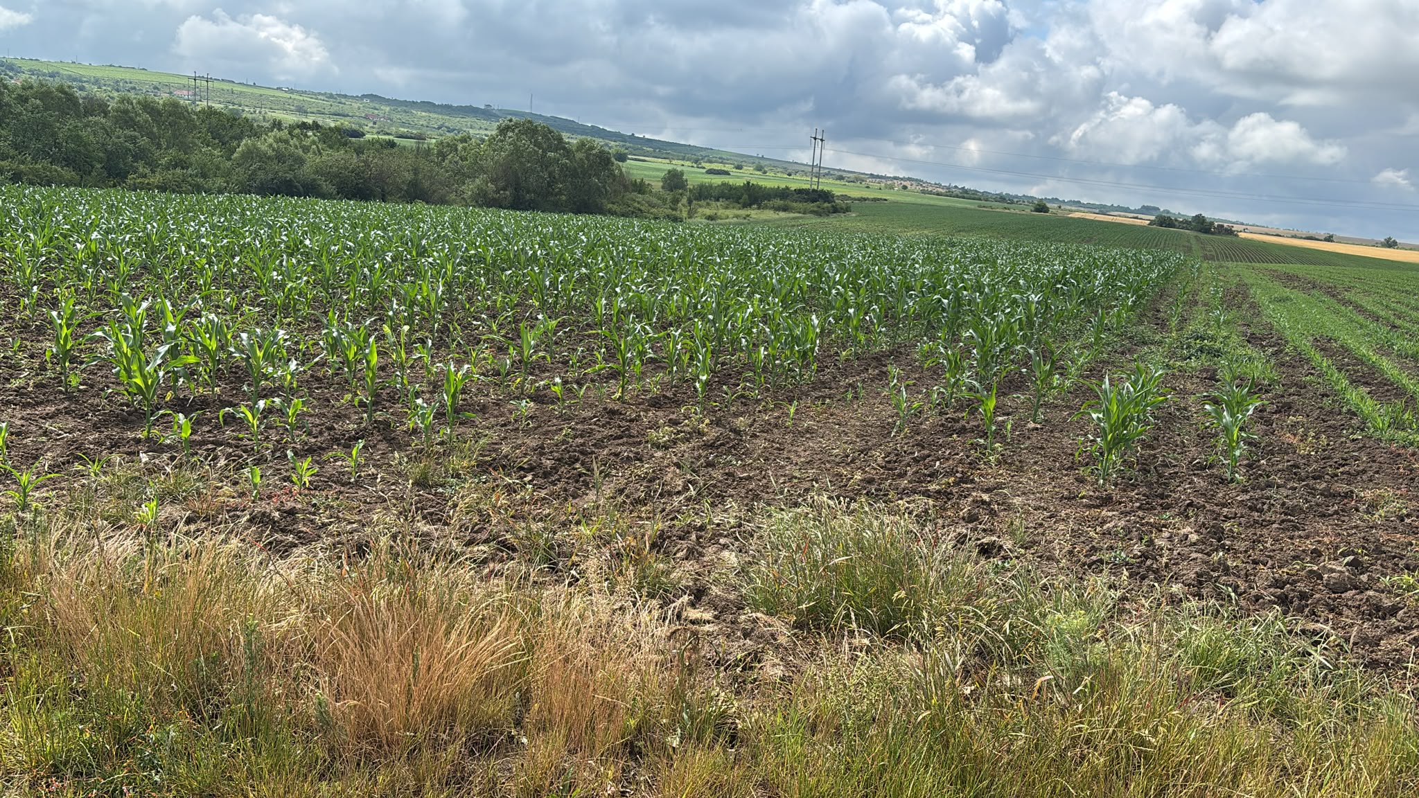 POZĂ TEREN AGRICOL EXTRAVILAN