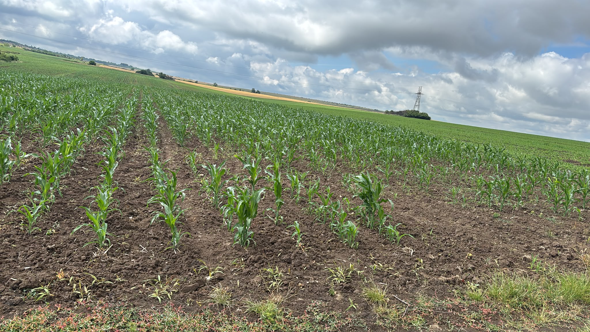 POZĂ TEREN AGRICOL EXTRAVILAN