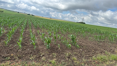 POZĂ TEREN AGRICOL EXTRAVILAN
