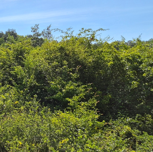Teren agricol -situat în loc. Mărtineşti, jud.  Hunedoara, 229 mp