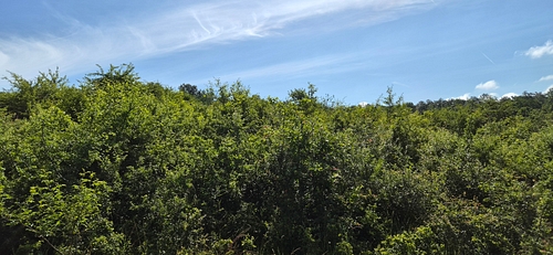 Teren agricol -situat în loc. Mărtineşti, jud. Hunedoara, 2106 mp