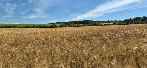 Teren agricol -situat în loc. Mărtineşti, jud. Hunedoara, 1238 mp