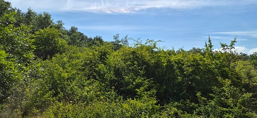 Teren agricol -situat în loc Mărtineşti, jud. Hunedoara, 721 mp