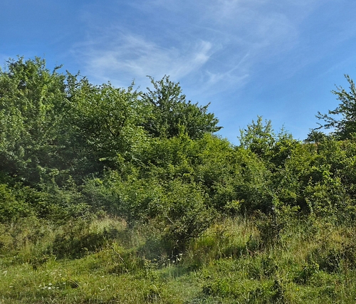 Teren agricol -situat în loc. Turdaş, jud. Hunedoara, 783 mp