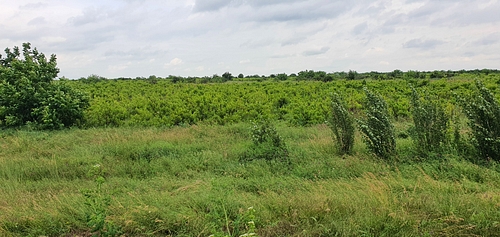Teren extravilan in localitatea Grivita