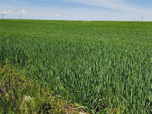 Teren agricol - in suprafata de 2000 MP