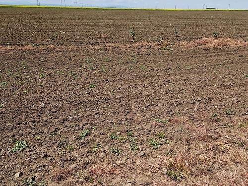 Teren agricol - in suprafata de 2000 MP