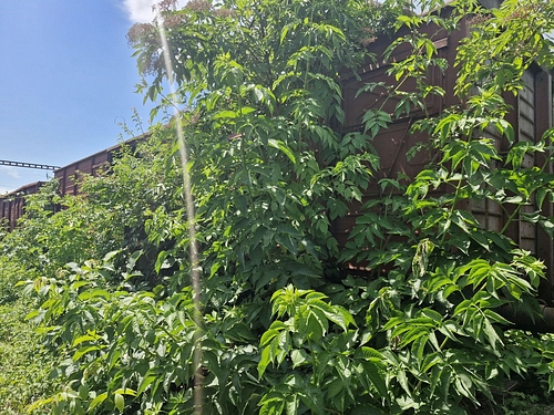 07
