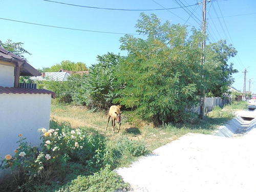 poza 3