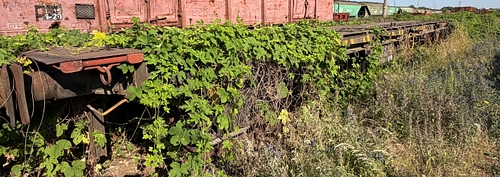 lateral